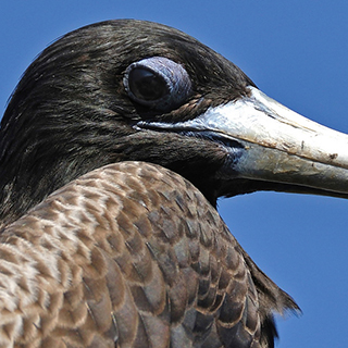 Galapagos - North Seymour - Frigatebird